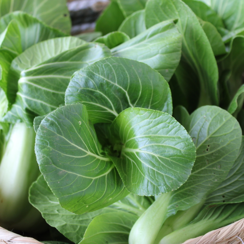 Baby bok choi