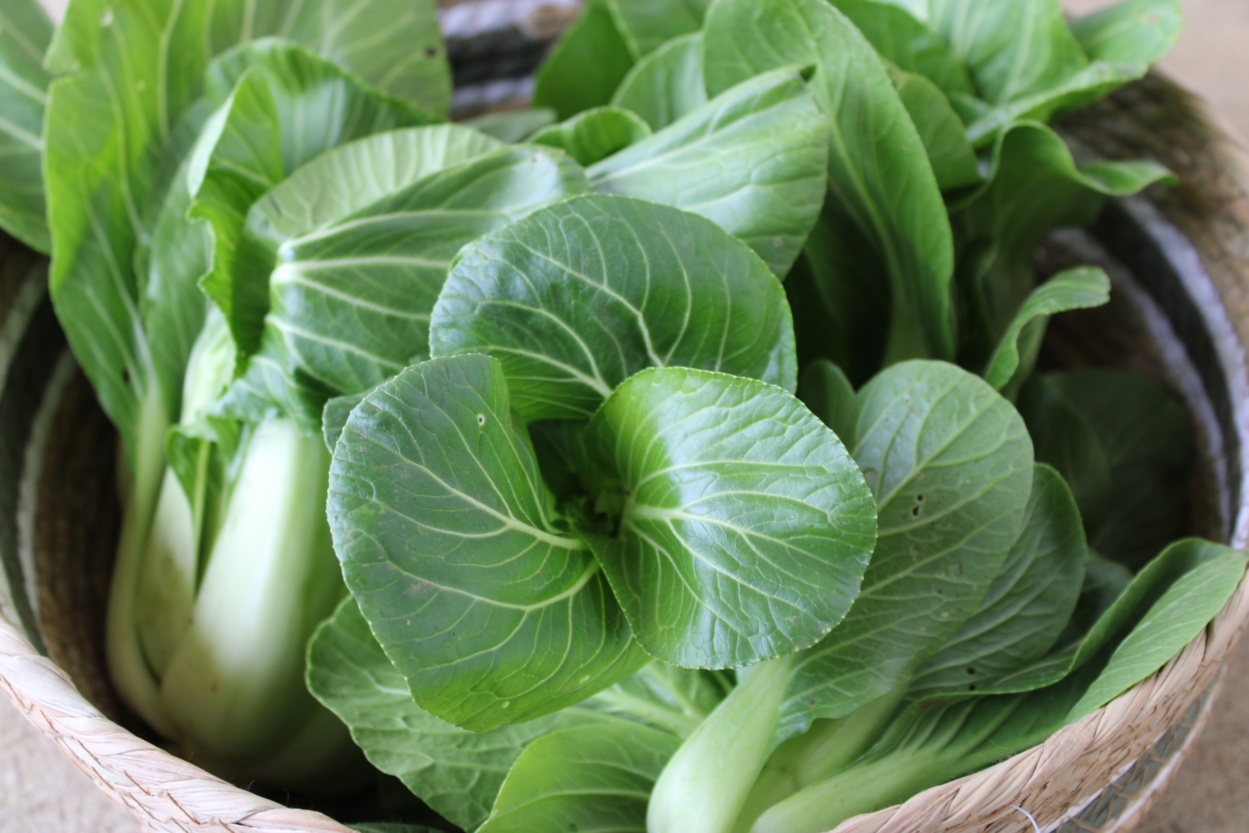 bb choy1 Baby bok choi