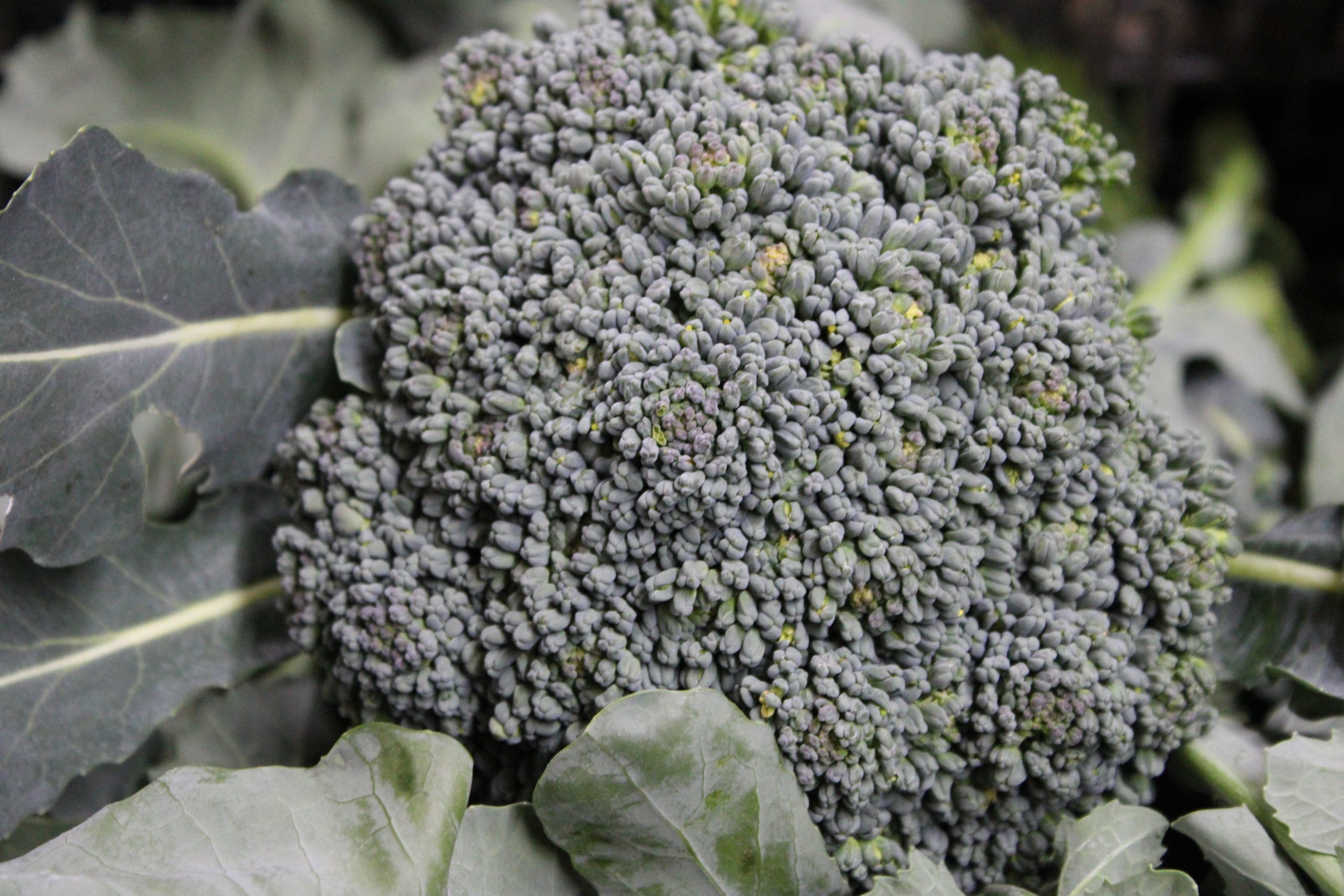 broccoli head Broccoli