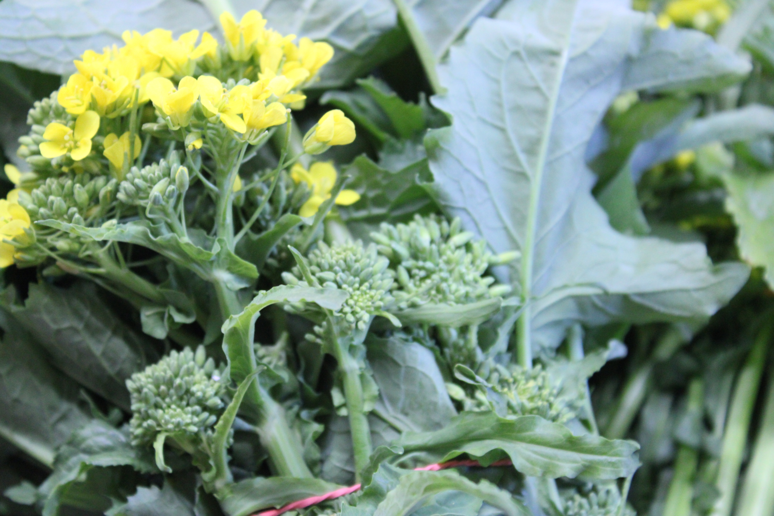 broccoli rabe Broccoli rabe