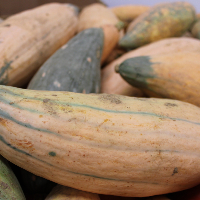 Candy roaster squash