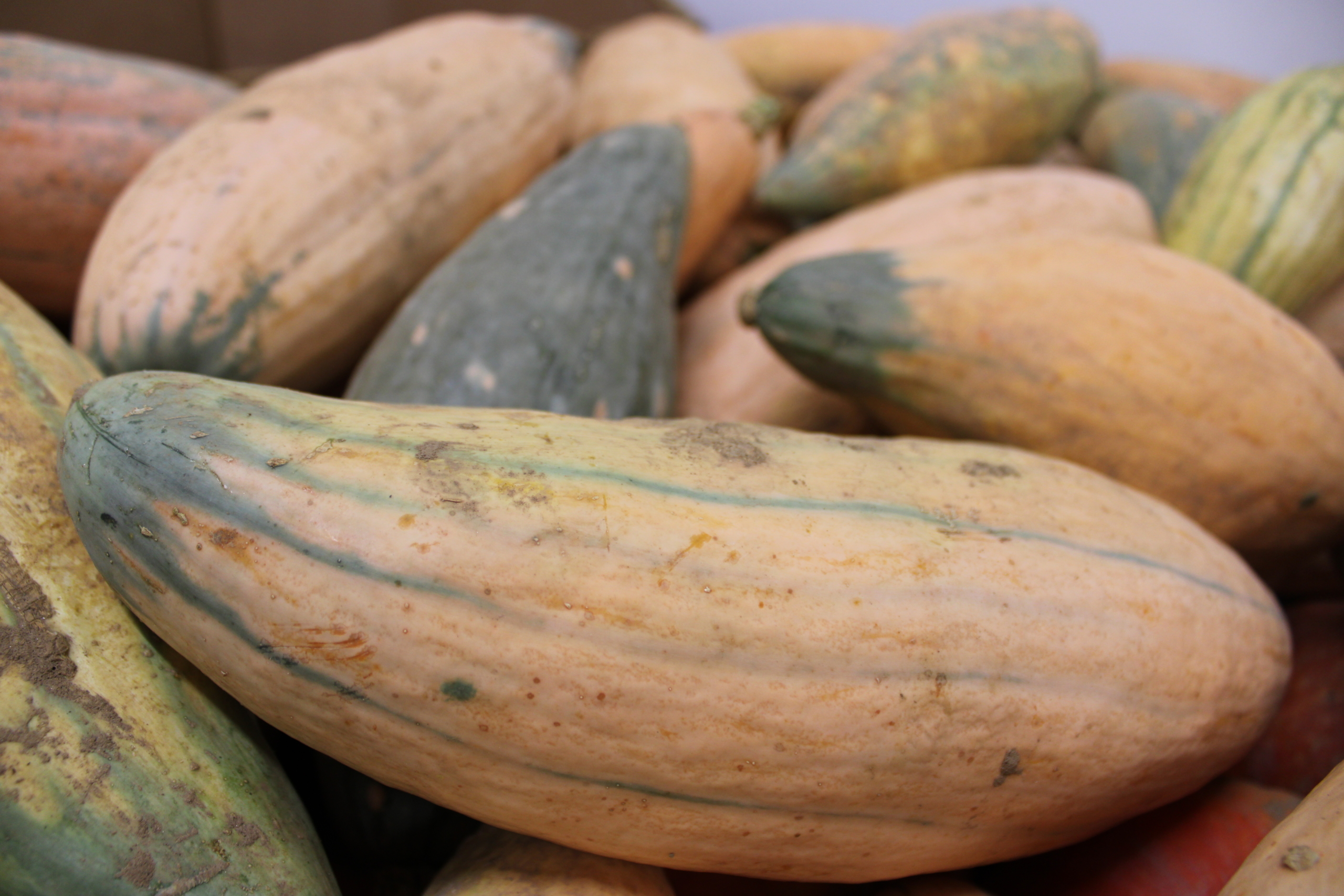 candy roaster Candy roaster squash