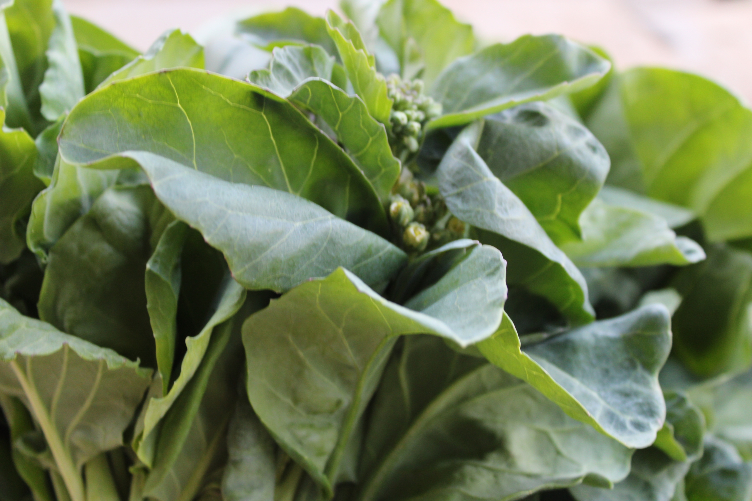 chinese broc Chinese broccoli