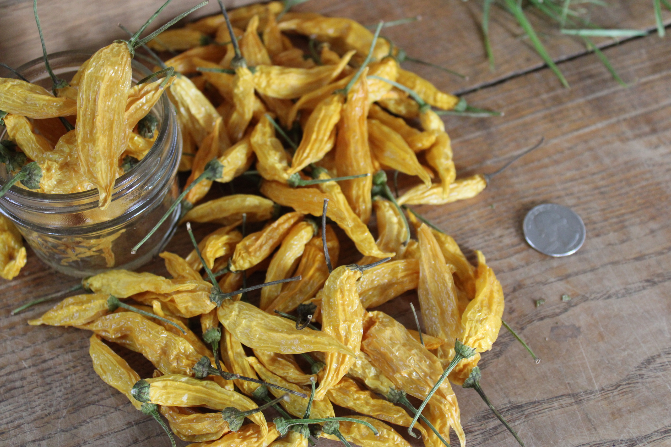 dr lem pep 3 Dried lemon drop peppers