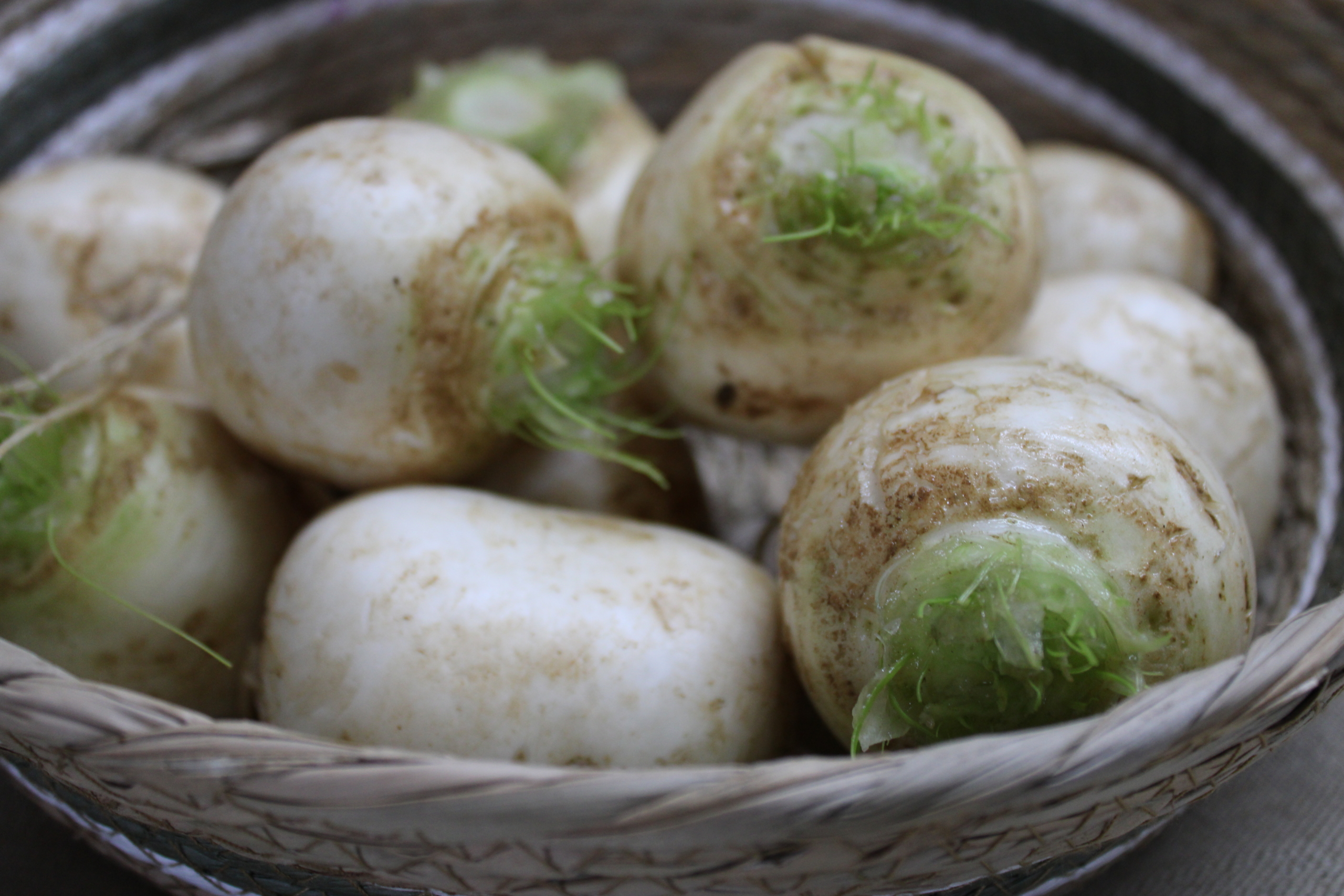 gilf1 Gilfeather turnips