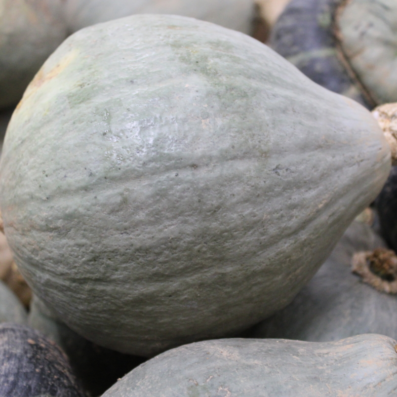 Hubbard squash