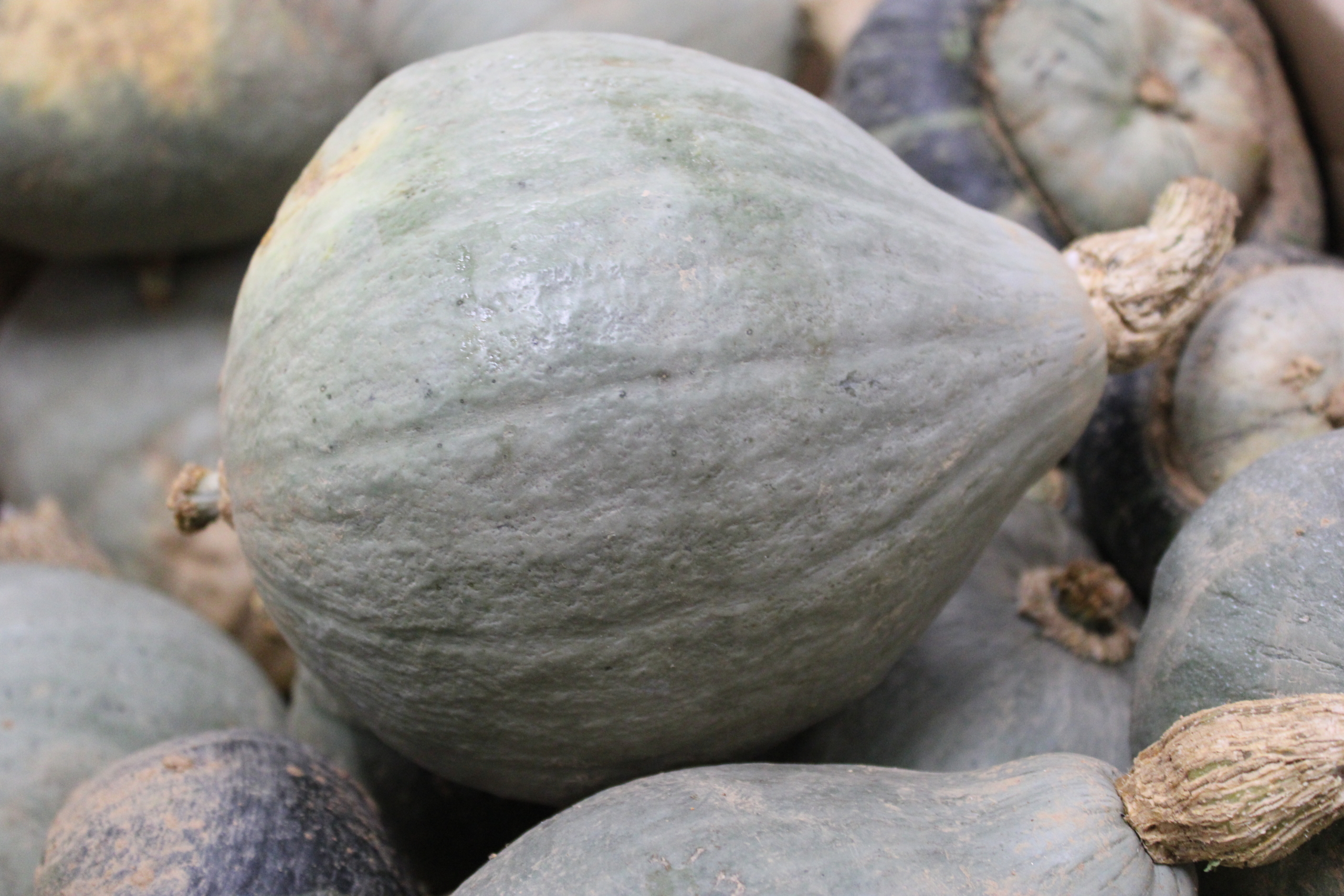 hubbard sq Hubbard squash