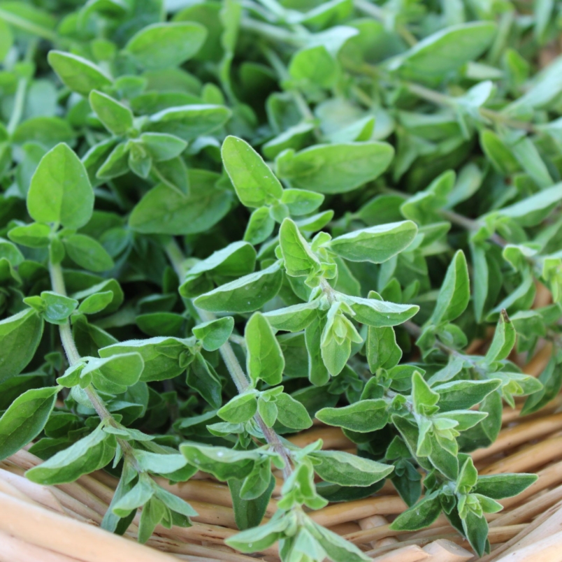 Oregano
