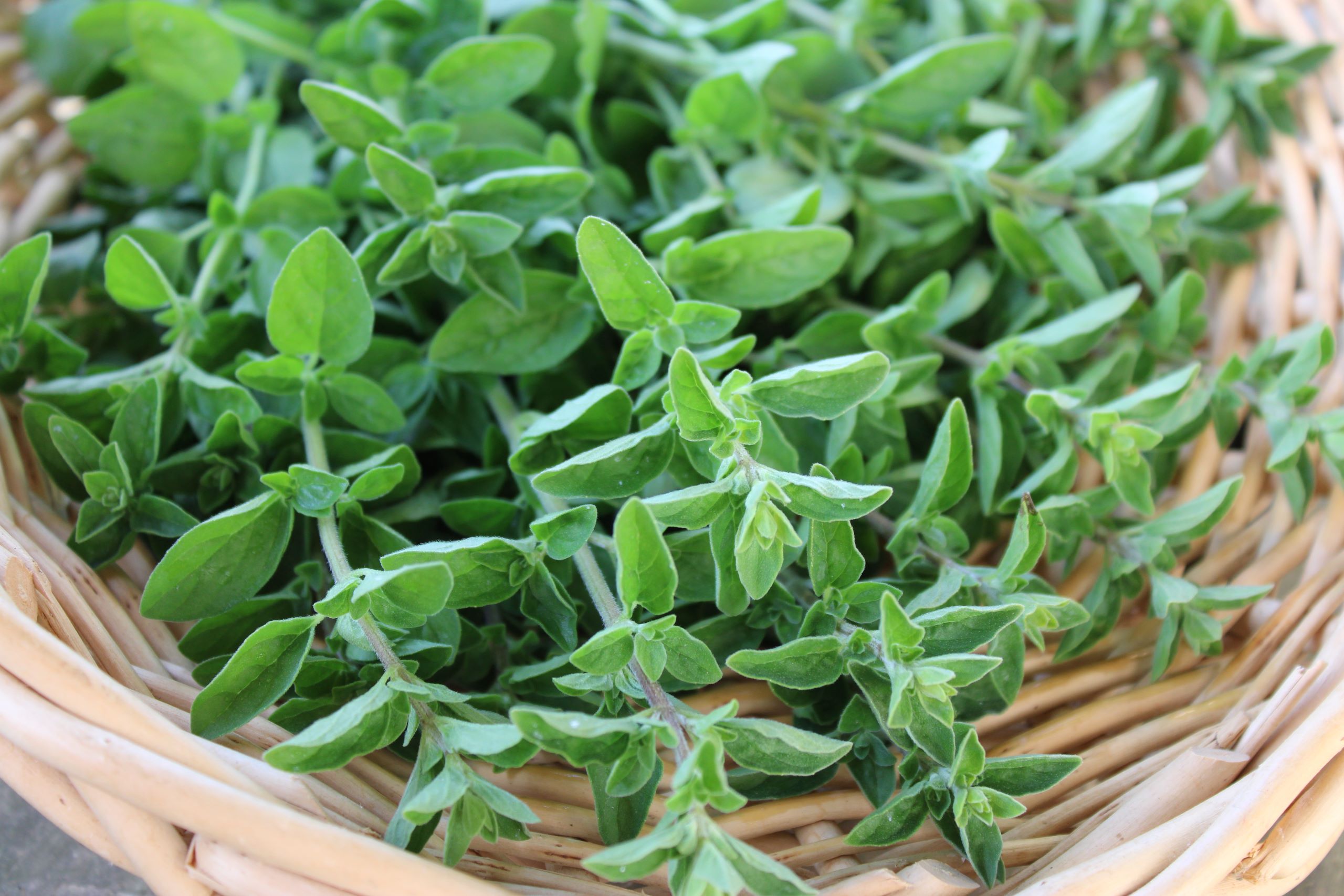it oreg Oregano