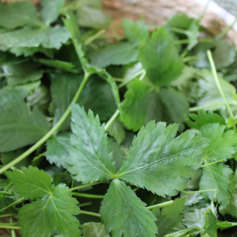 Japanese parsley