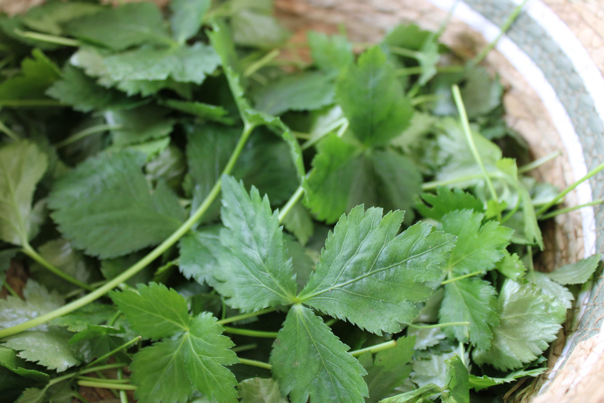 jap pars 1 Japanese parsley