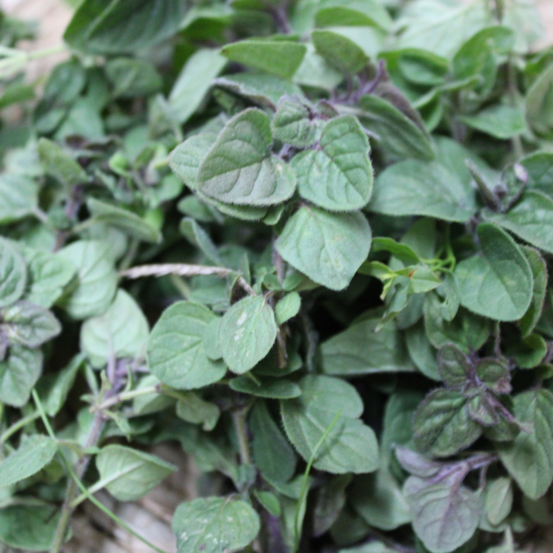 Oregano