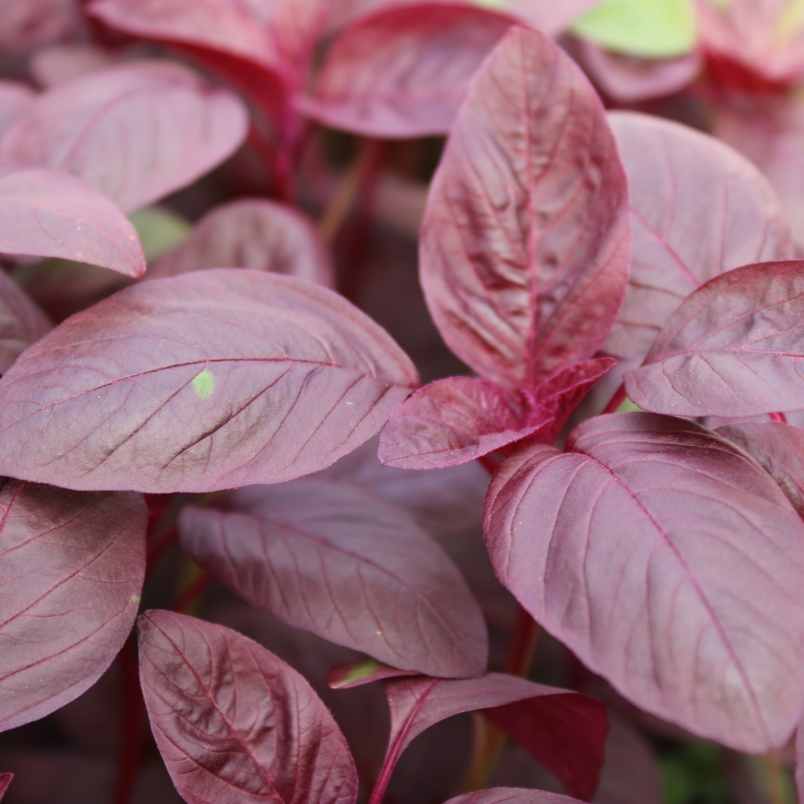 Red amaranth