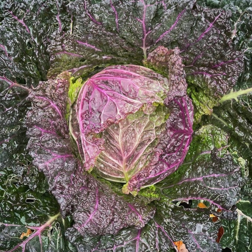 Savoy cabbage
