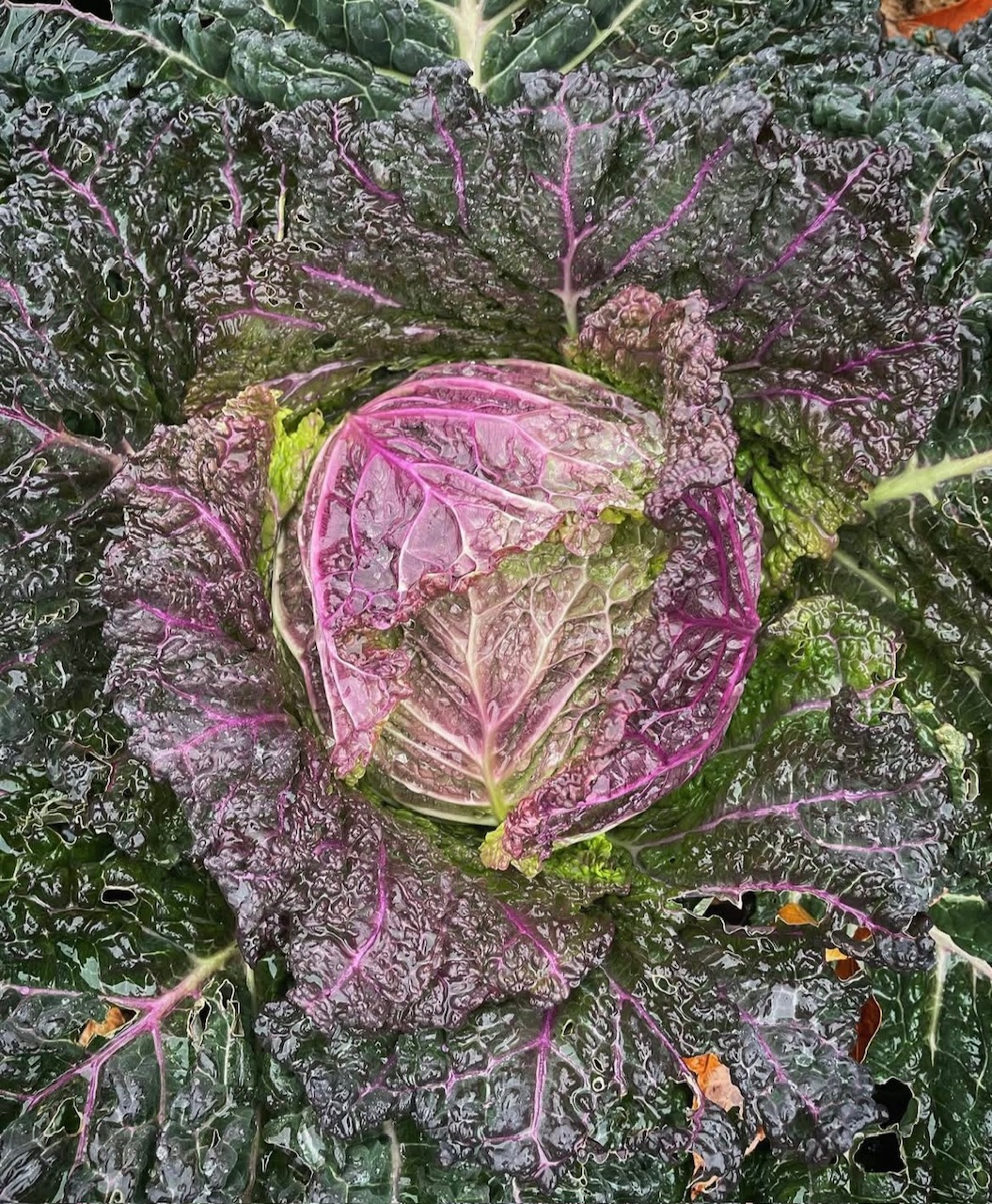savoy Savoy cabbage