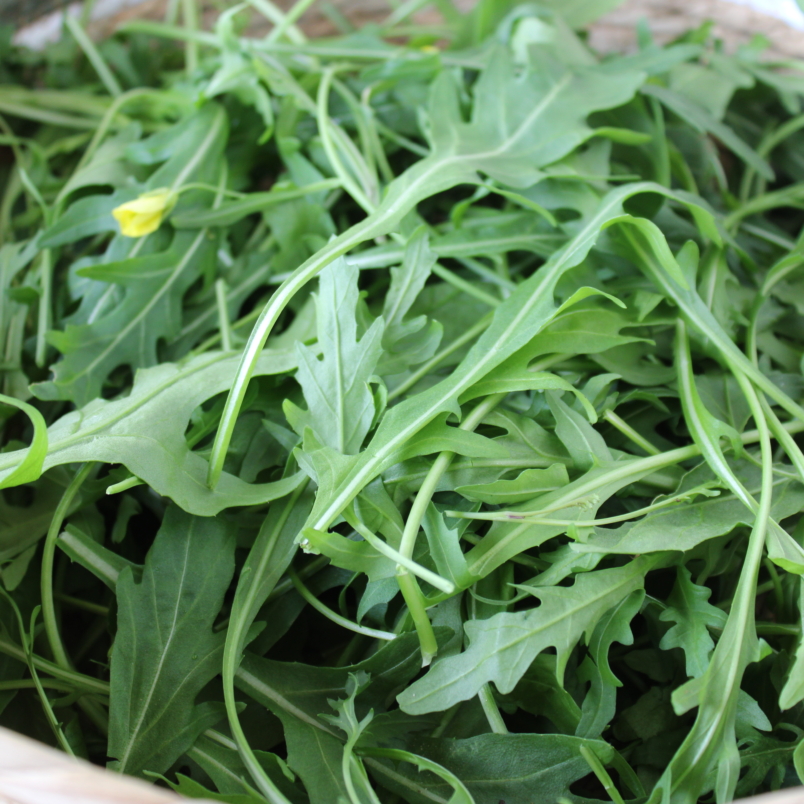 Sylvetta arugula