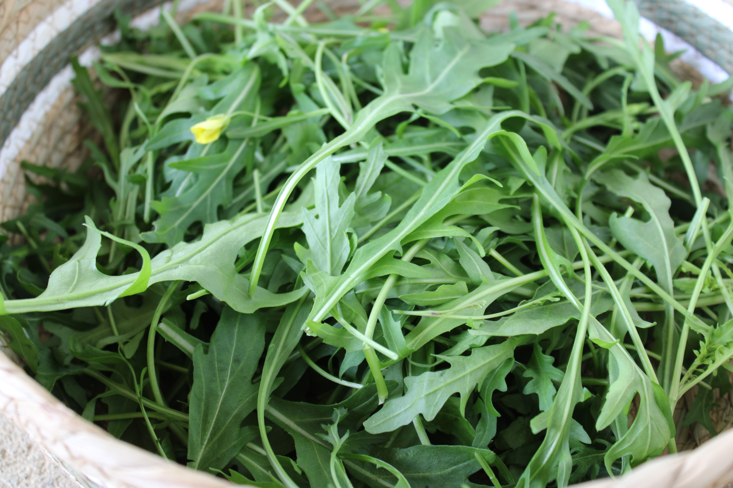 sylv arug 1 Sylvetta arugula