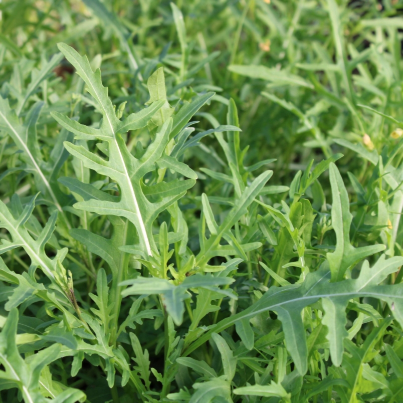 Wild arugula