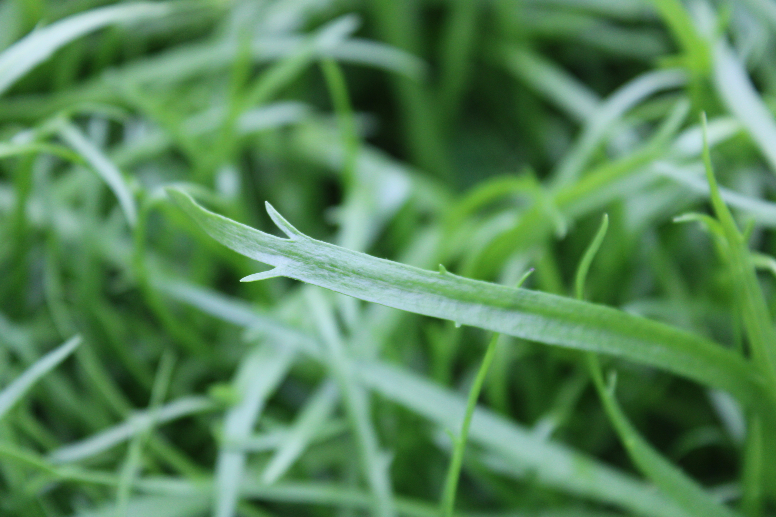 bucks horn 1 Buck's-horn