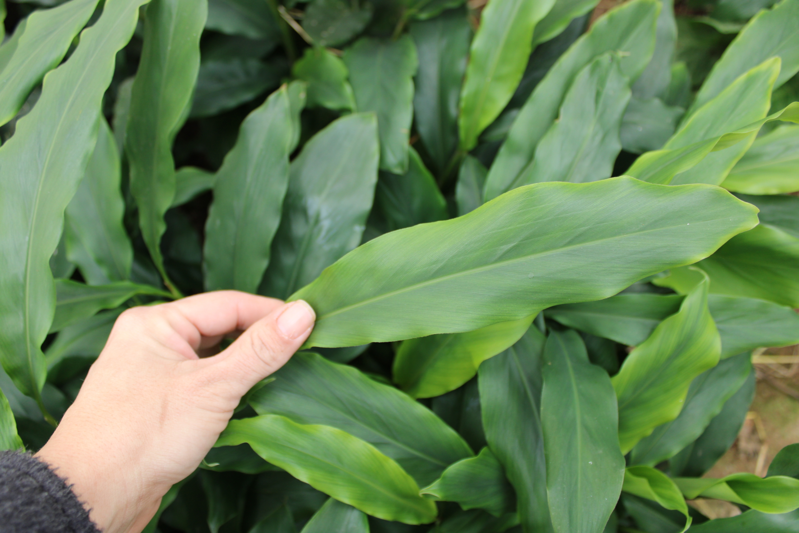 cardamom 2 Cardamom leaves