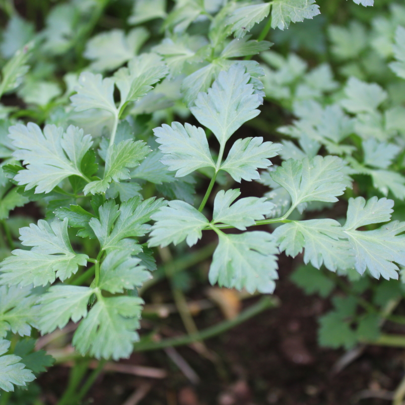 Chervil