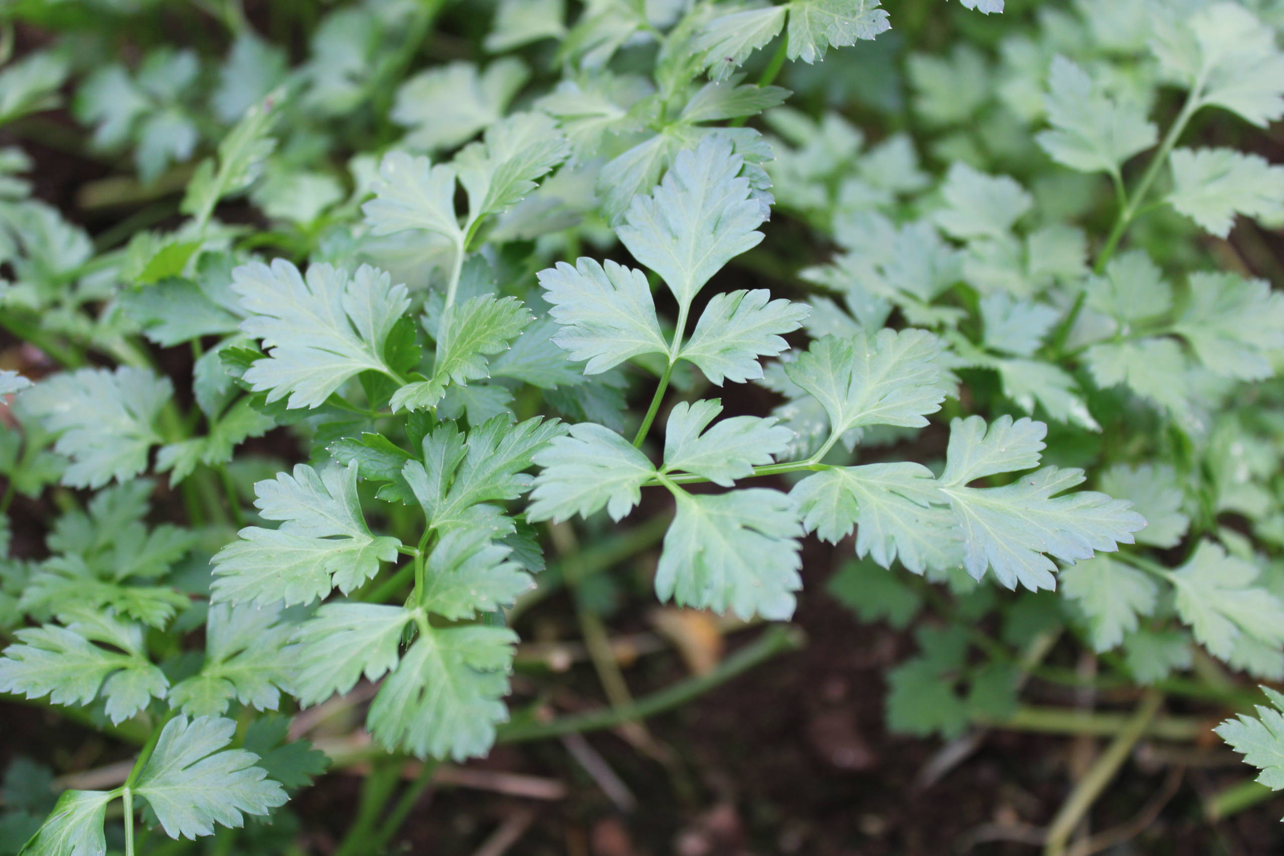 chervil Chervil