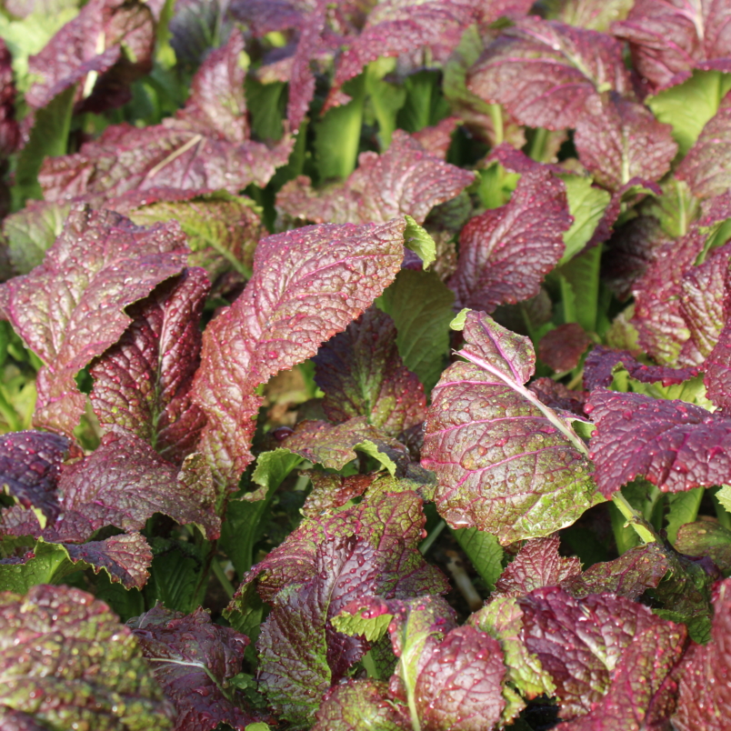 Large red mustard