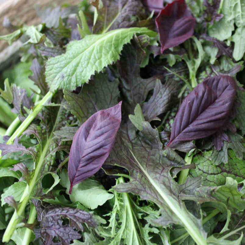 Mesclun salad mix