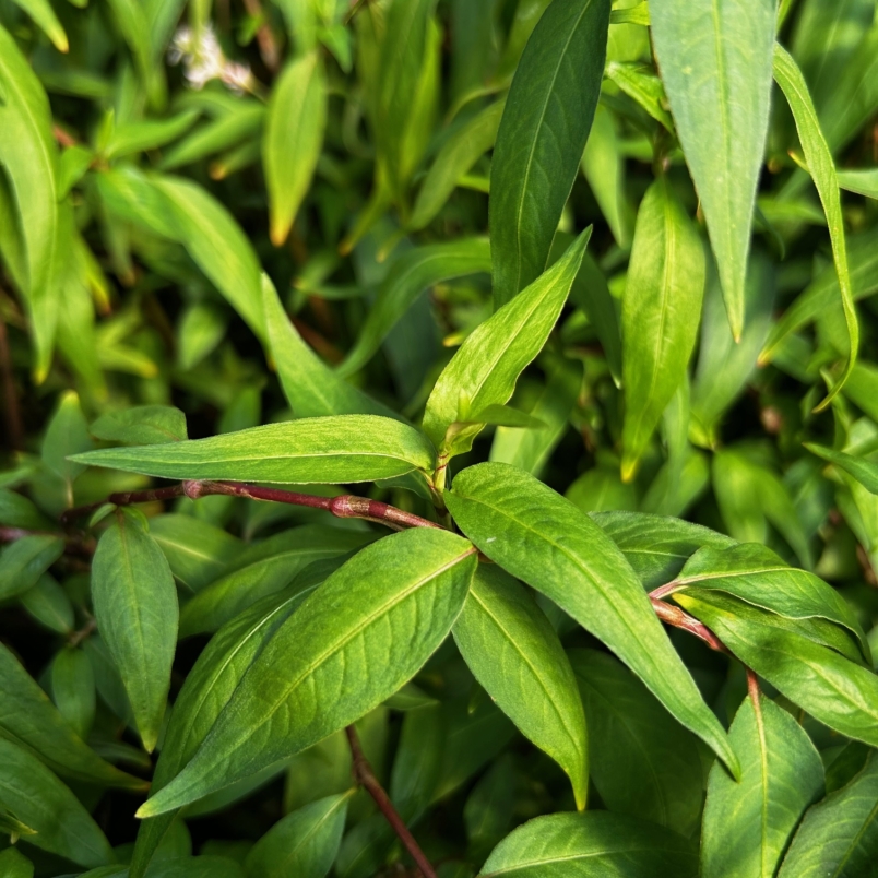 Vietnamese coriander (Rau Ram)