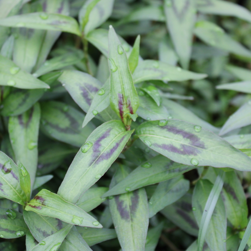 Vietnamese coriander (Rau Ram)