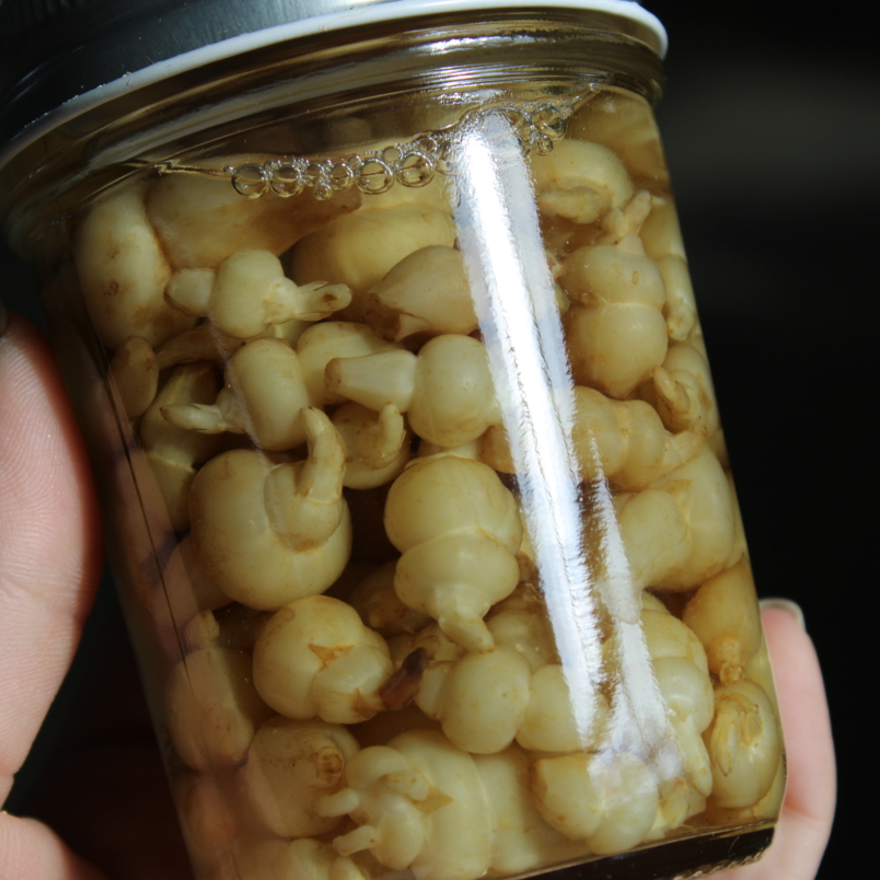 Pickled crosnes