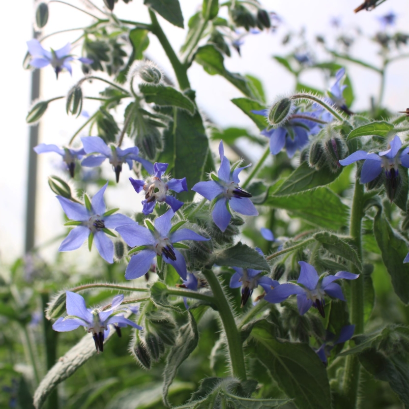 Borage flowers