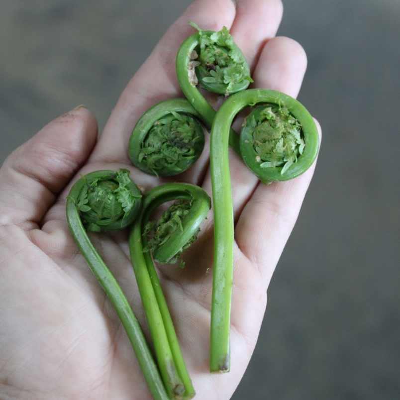 Fiddlehead ferns