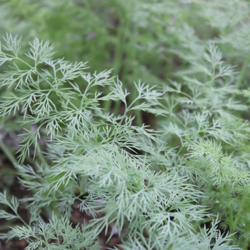Dill