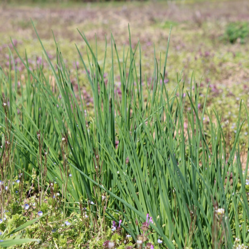 Garlic chives