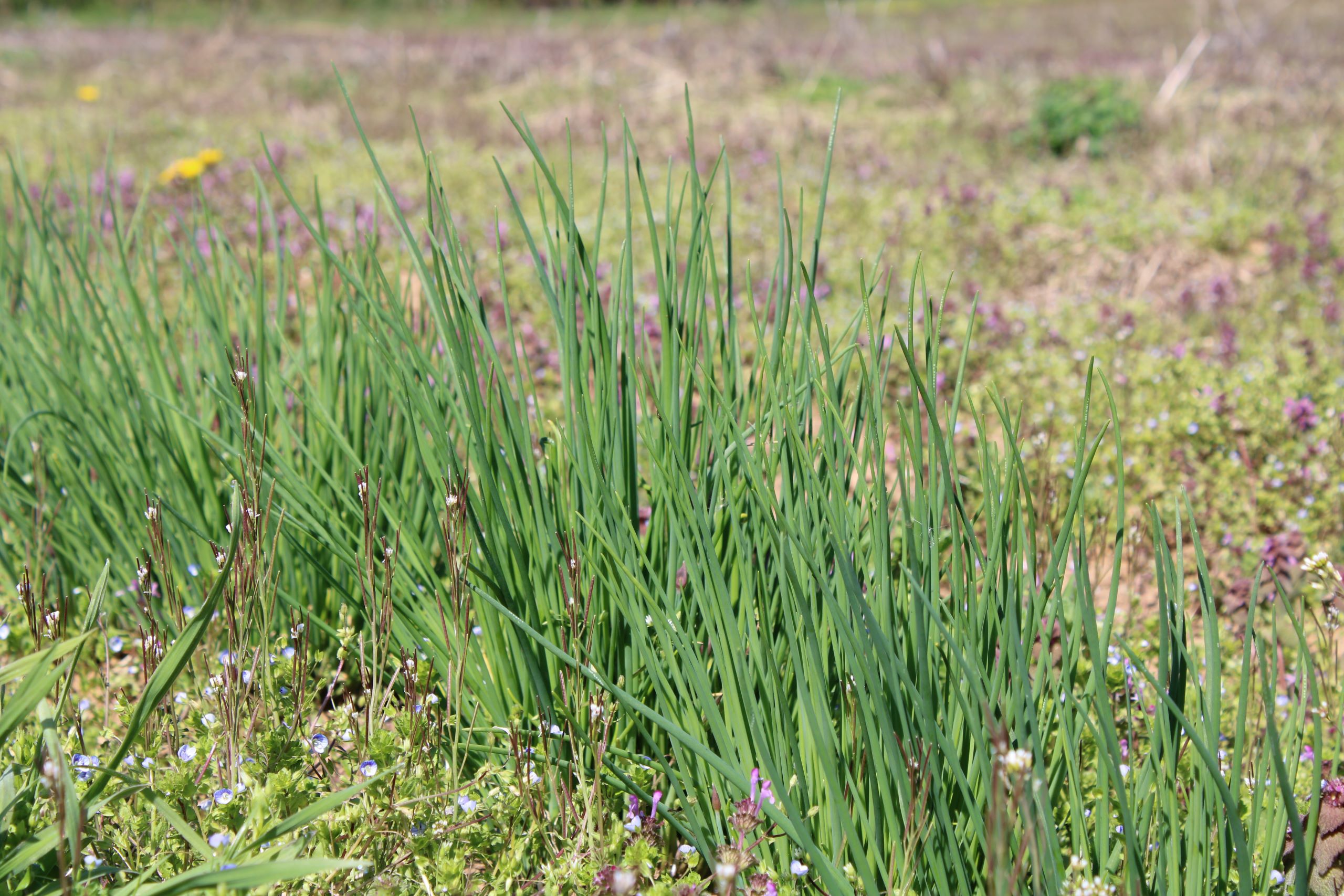 garlic chives Garlic chives