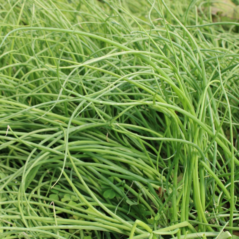 Heirloom chives