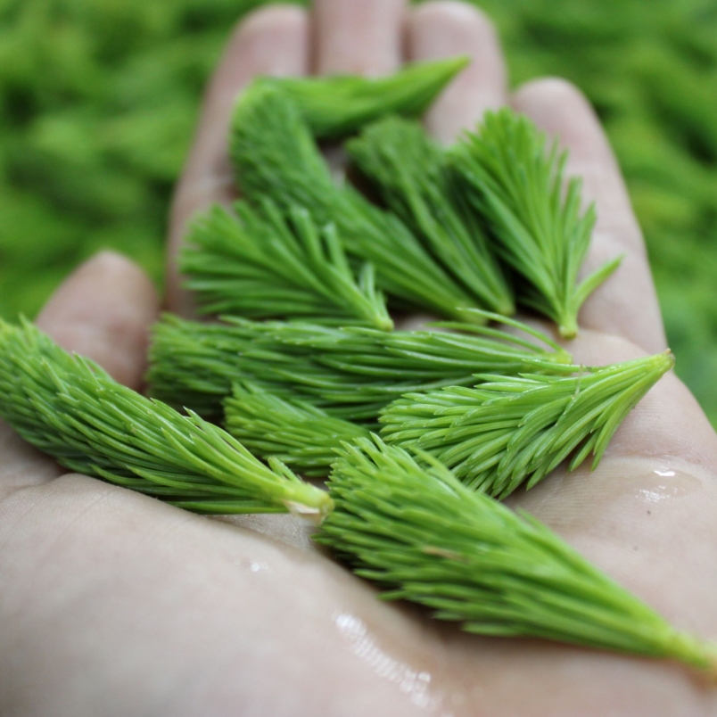 Spruce tips