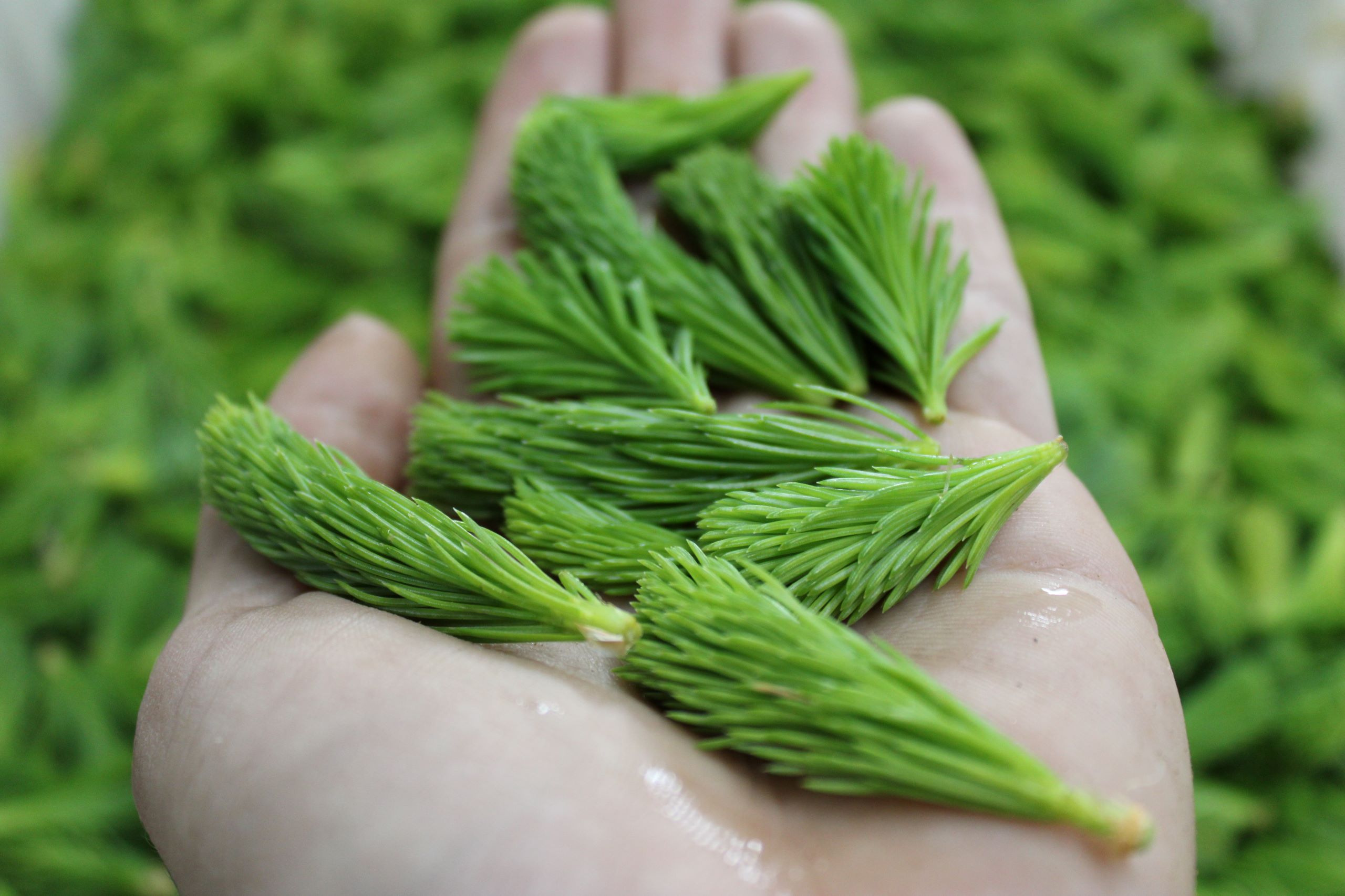 spruce tips 1 Spruce tips
