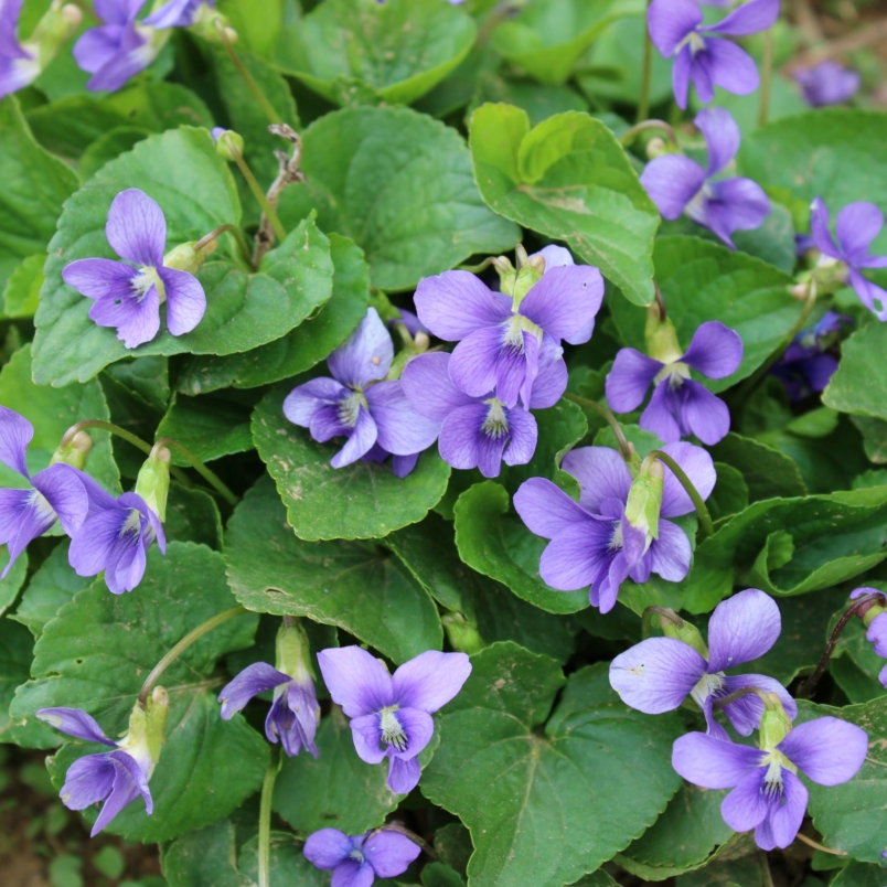 Wild violets