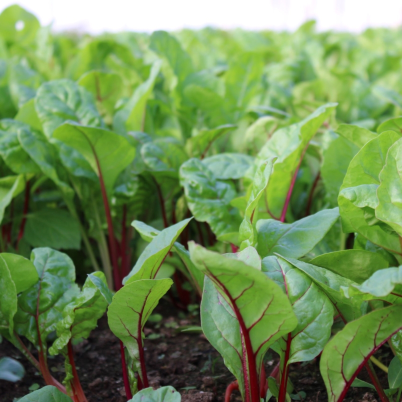 Young rainbow chard