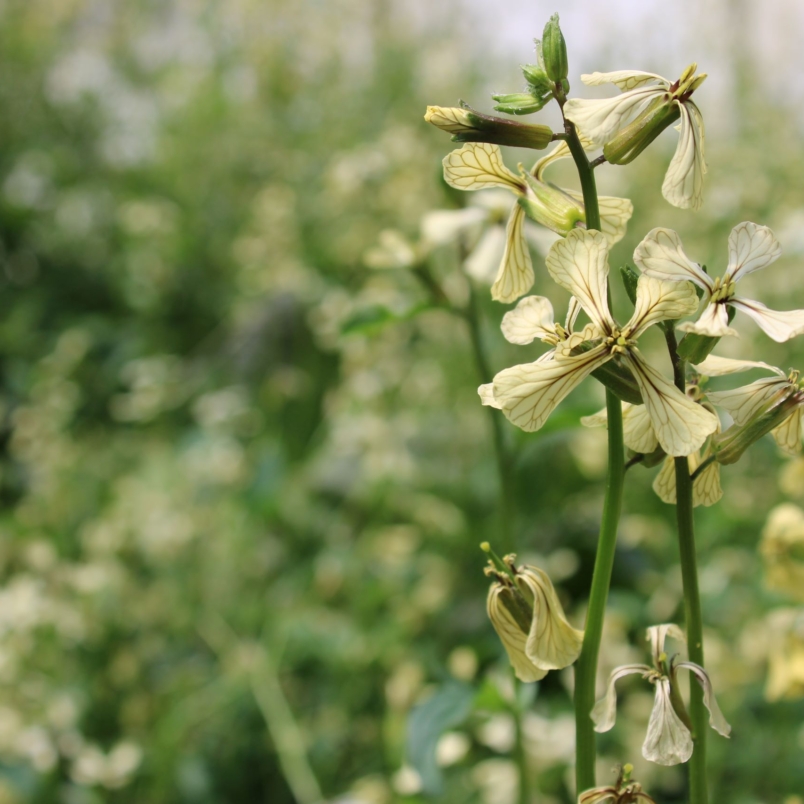 Arugula blossoms