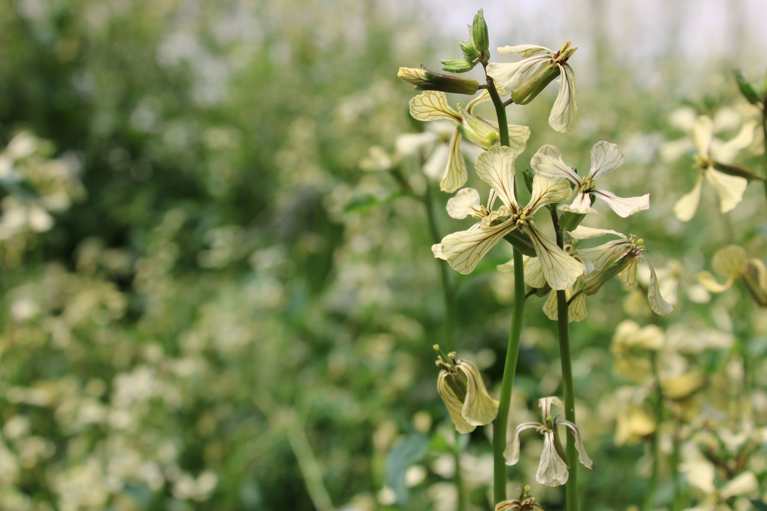 aru bloss Arugula blossoms