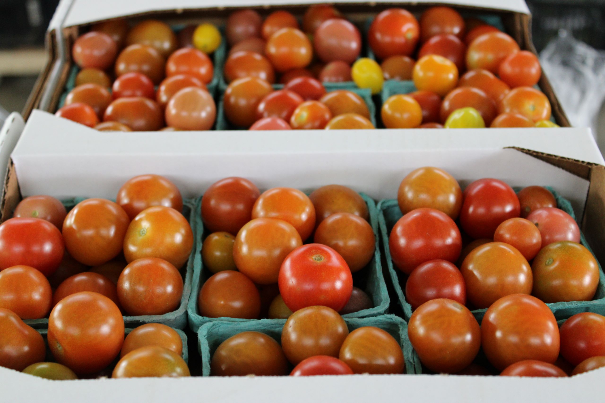 cherry tomato flats Mixed cherry tomatoes