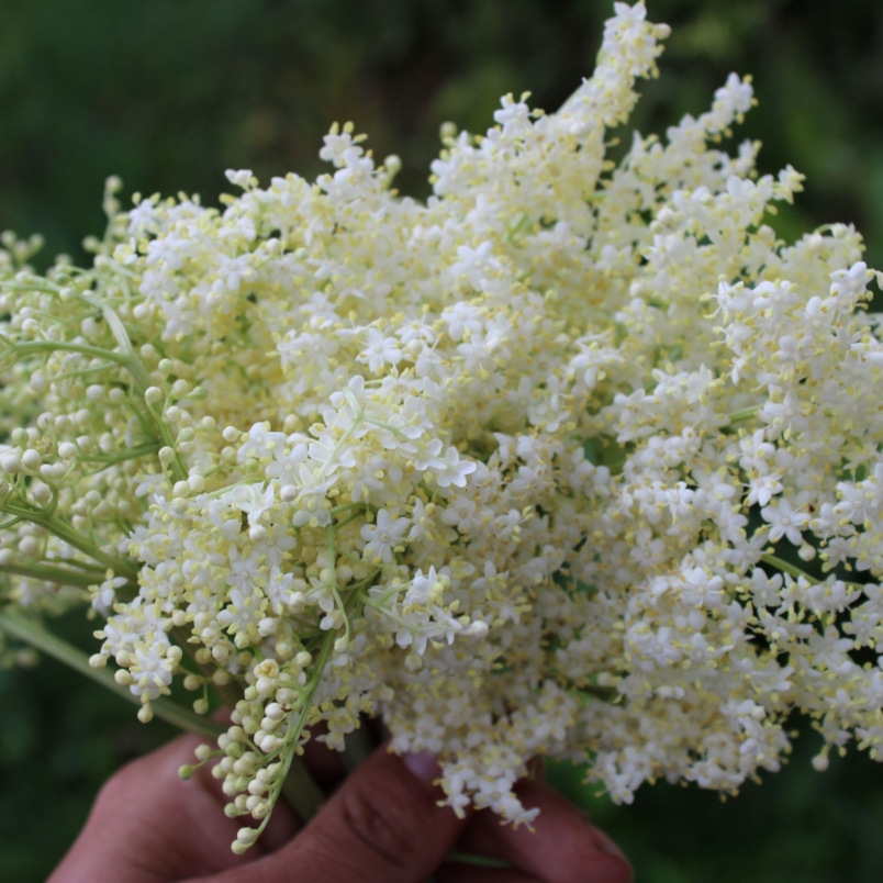 Elderflowers
