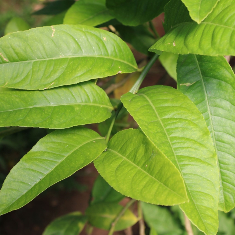 Etrog leaves