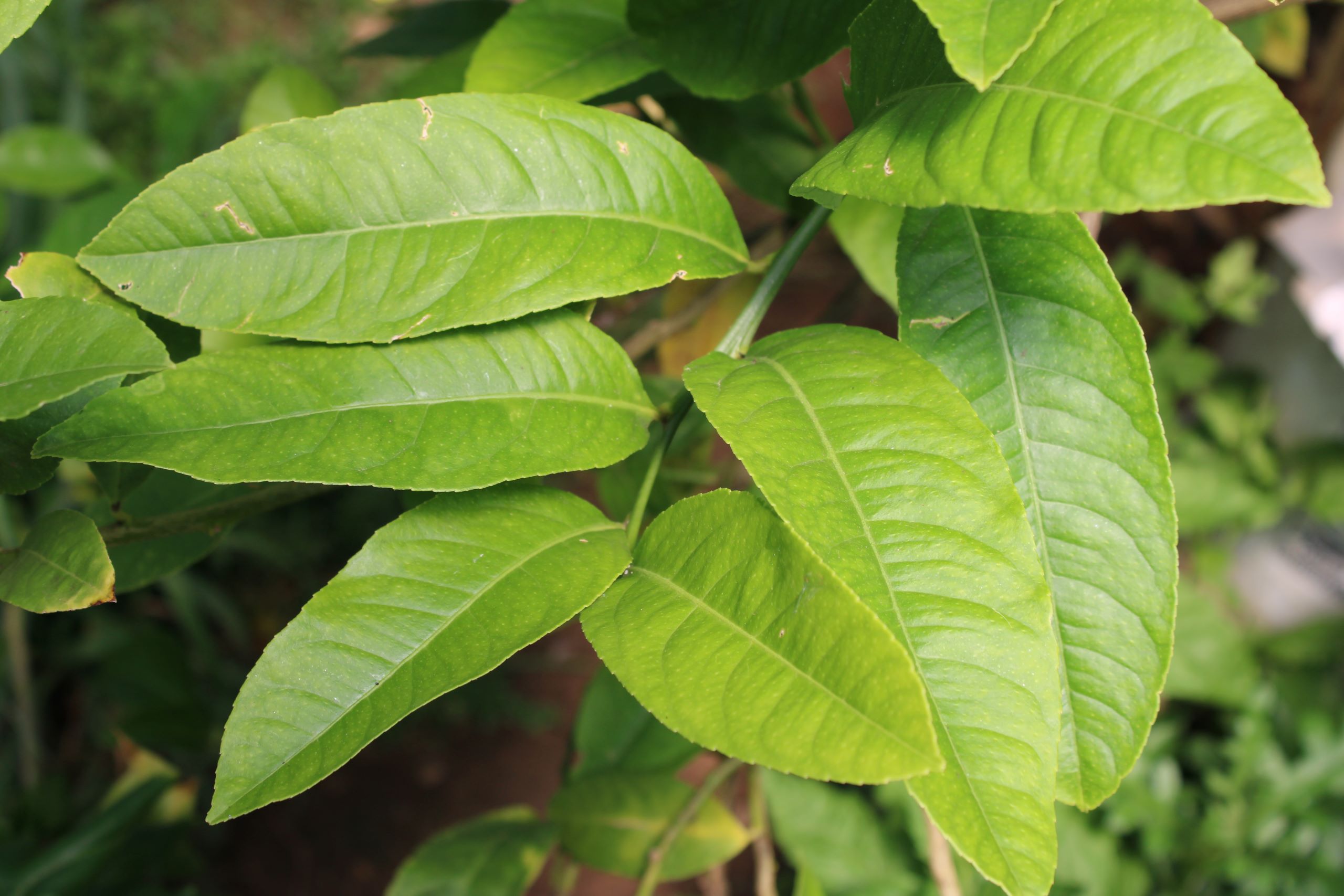 etrog leaves Etrog leaves