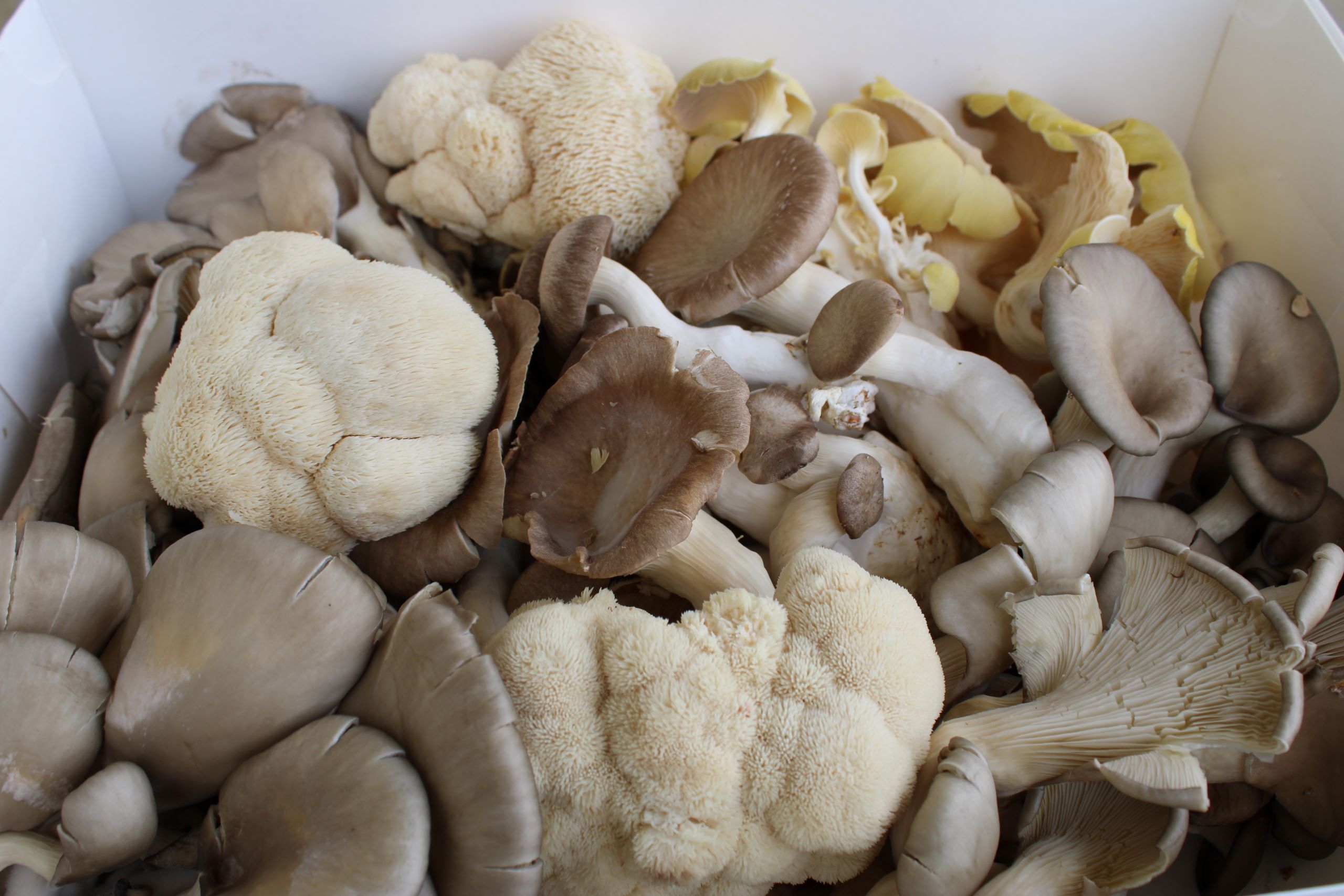 mush box Mushroom blend