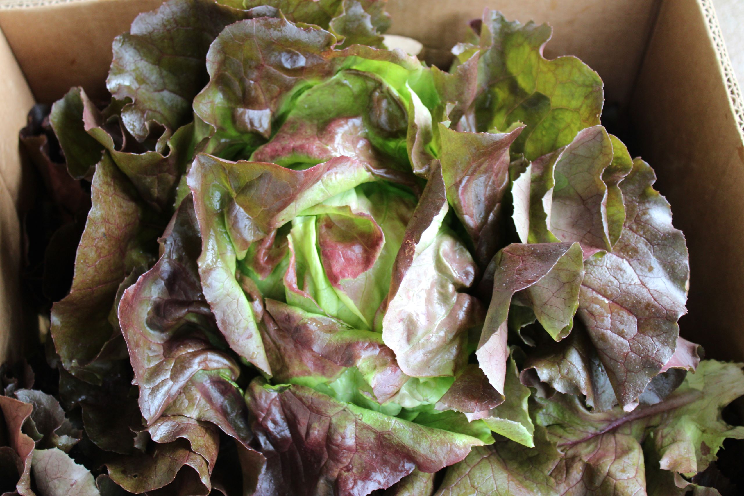 red bibb head Red bibb lettuce