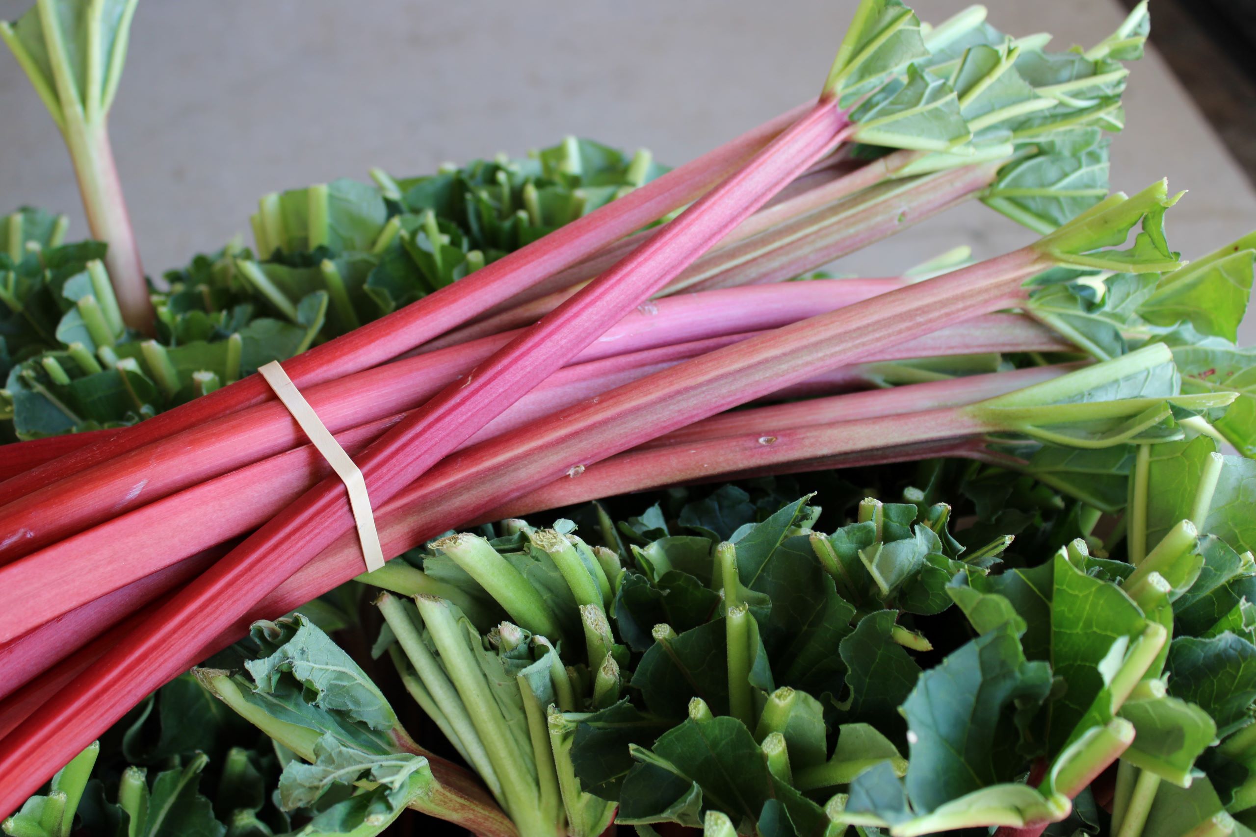 rhubarb new Rhubarb